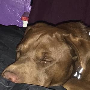 Meet your Posher, Ding